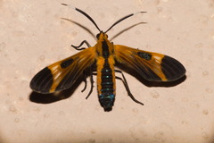 Dycladia emerita