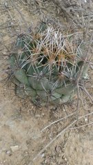 Coryphantha salinensis