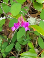 Lathyrus japonicus