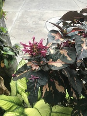 Magnoliopsida