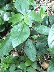 Parietaria officinalis