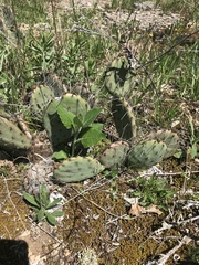 Opuntia cespitosa