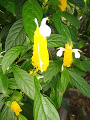 Pachystachys lutea