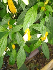 Pachystachys lutea