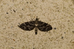Lepidoptera