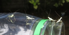 Negromantis gracillima