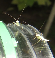 Negromantis gracillima