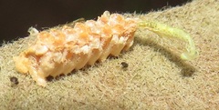 Negromantis gracillima