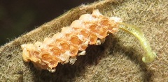 Negromantis gracillima
