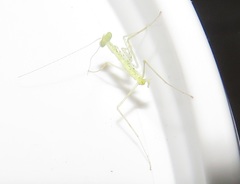 Negromantis gracillima