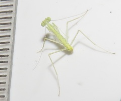 Negromantis gracillima