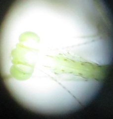 Negromantis gracillima
