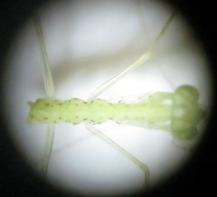Negromantis gracillima