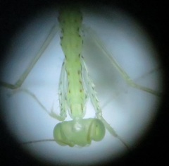 Negromantis gracillima