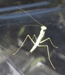 Negromantis gracillima