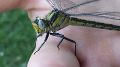 Arigomphus cornutus