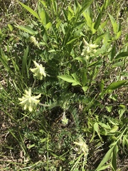 Astragalus tennesseensis