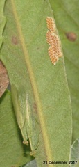 Negromantis gracillima