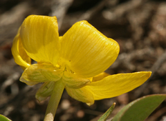 Ranunculus glaberrimus ellipticus