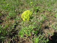 Polytaenia nuttallii