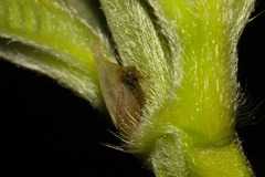 Enchenopa squamigera