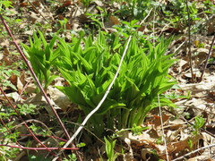 Cypripedium parviflorum