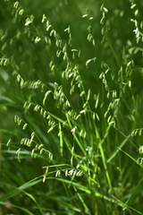 Melica mutica