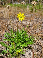 Berlandiera subacaulis