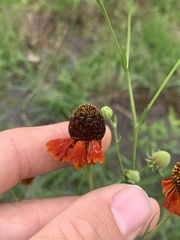 Helenium flexuosum