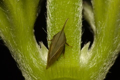 Enchenopa squamigera