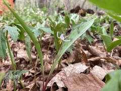 Erythronium propullans