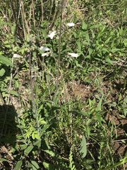 Penstemon tenuiflorus