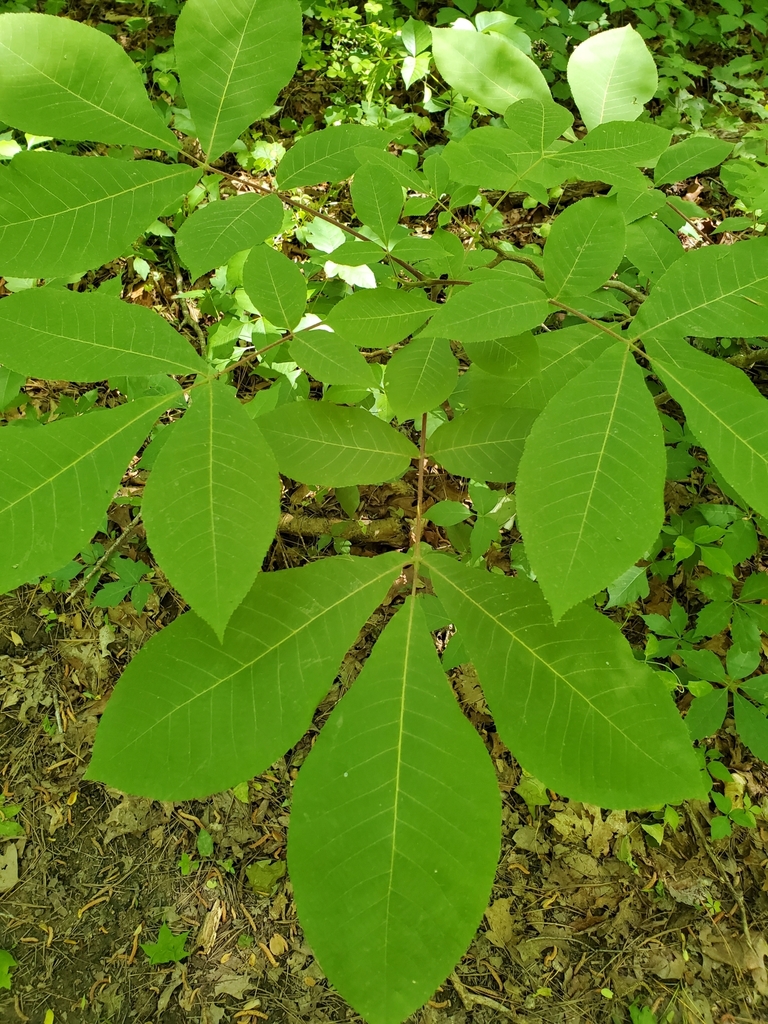 red hickory from Northeast Durham, Durham, NC 27704, USA on May 01