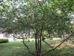 Psidium friedrichsthalianum