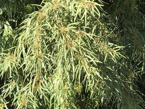 Searsia lancea