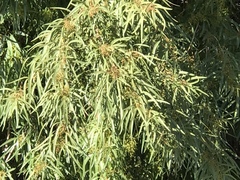 Searsia lancea