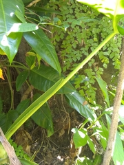 Syngonium auritum
