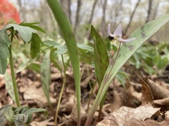 Erythronium propullans