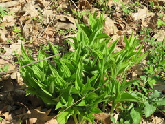 Cypripedium parviflorum