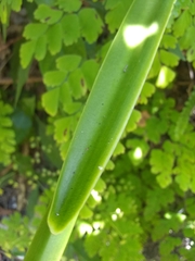 Syngonium auritum