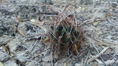 Ancistrocactus scheeri