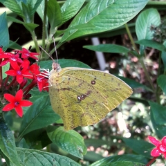 Phoebis neocypris neocypris