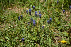 Muscari neglectum