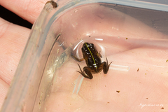 Microbatrachella capensis