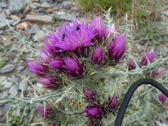 Carduus carlinoides