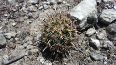 Ancistrocactus scheeri