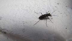Cicindela