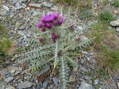 Carduus carlinoides