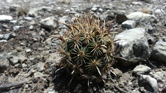 Ancistrocactus scheeri