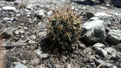 Ancistrocactus scheeri